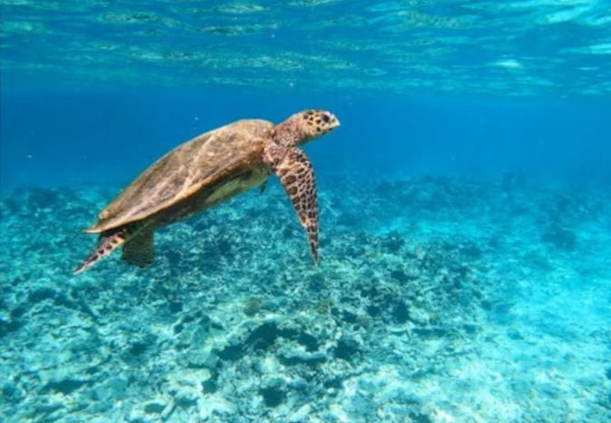 coisière seychelles_jour 5